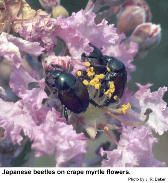 Japanese beetles flowers